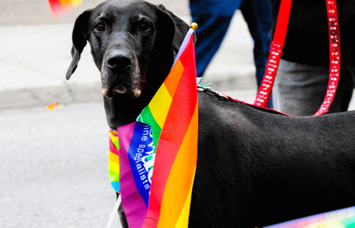 Dog wearing a pride flag
